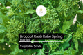 Broccoli Raab Seeds - Spring Rapini Heirloom Variety (500mg Packet)