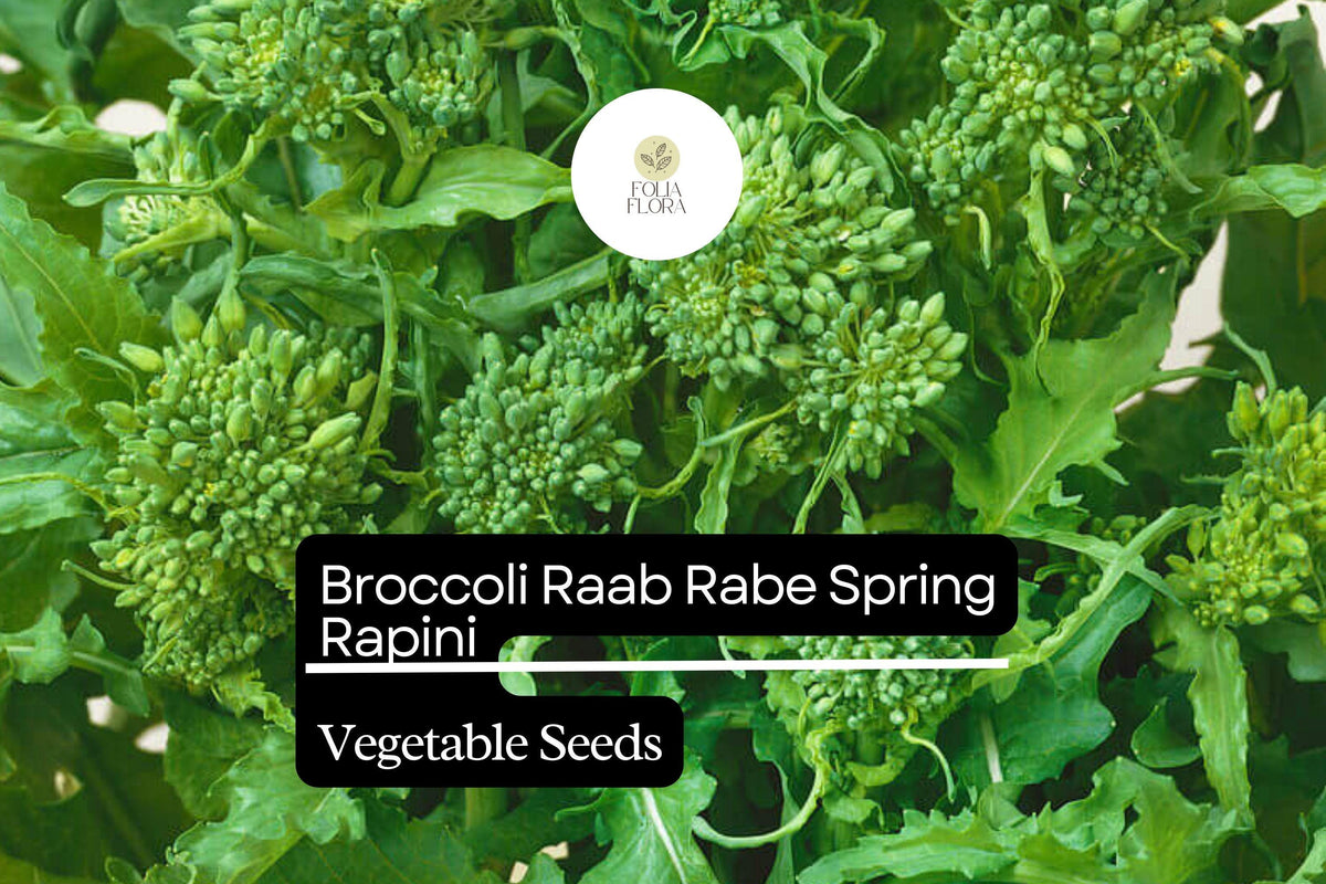 Broccoli Raab Seeds - Spring Rapini Heirloom Variety (500mg Packet)