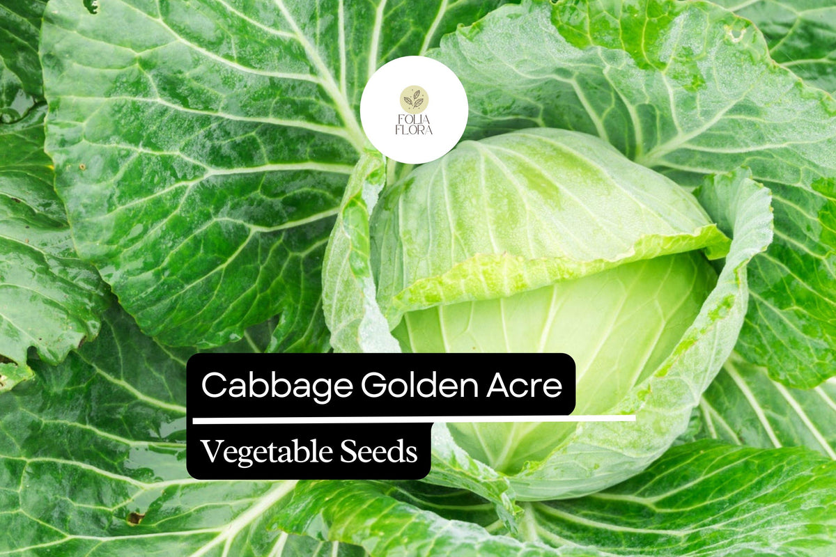 Golden Acre Cabbage Seeds - 1g Heirloom Sweet & Tender