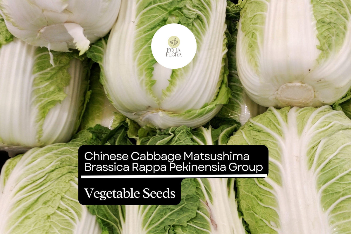 Matsushima Napa Cabbage Seeds 500mg – Sweet, Crisp for Kimchi & Stir-Fry