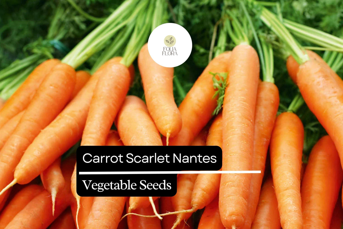 Scarlet Nantes Carrot Seeds 1g - Sweet Heirloom Variety