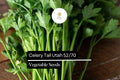 Tall Utah Celery Seeds – Heirloom Sweet & Crisp (1g Packet)