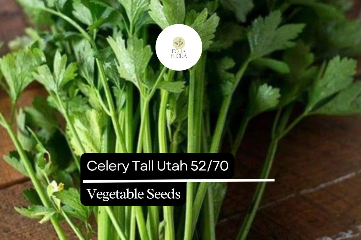 Tall Utah Celery Seeds – Heirloom Sweet & Crisp (1g Packet)