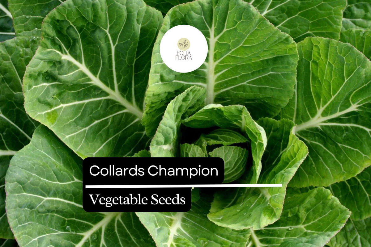 Collards Champion Seeds – 1g Heirloom Brassica oleracea for Gardens & Containers