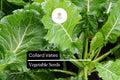 Collard Vates Seeds 1g - Cold-Hardy Heirloom Greens, Brassica oleracea