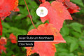10 Red Maple Seeds - Acer rubrum Northern, Vibrant Fall Foliage Shade Tree