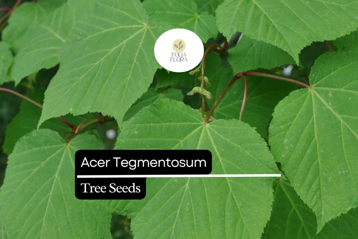 10 Acer tegmentosum Seeds – Manchurian Maple Striped Bark Ornamental Tree