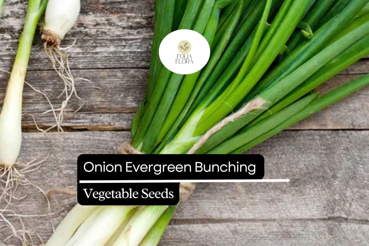 250mg Evergreen Bunching Onion Seeds – Allium fistulosum Hardy Green Onion