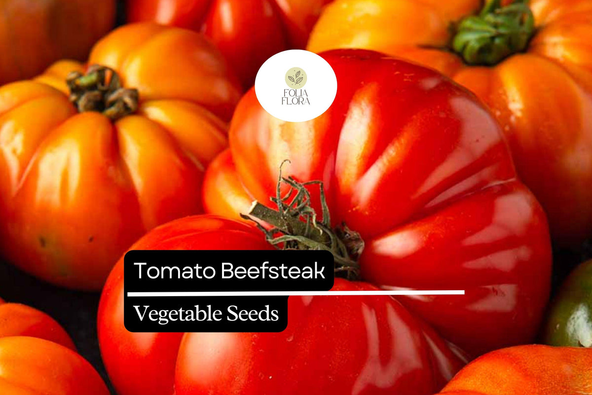 Beefsteak Tomato Seeds – 50 Heirloom Solanum lycopersicum Seeds for Planting
