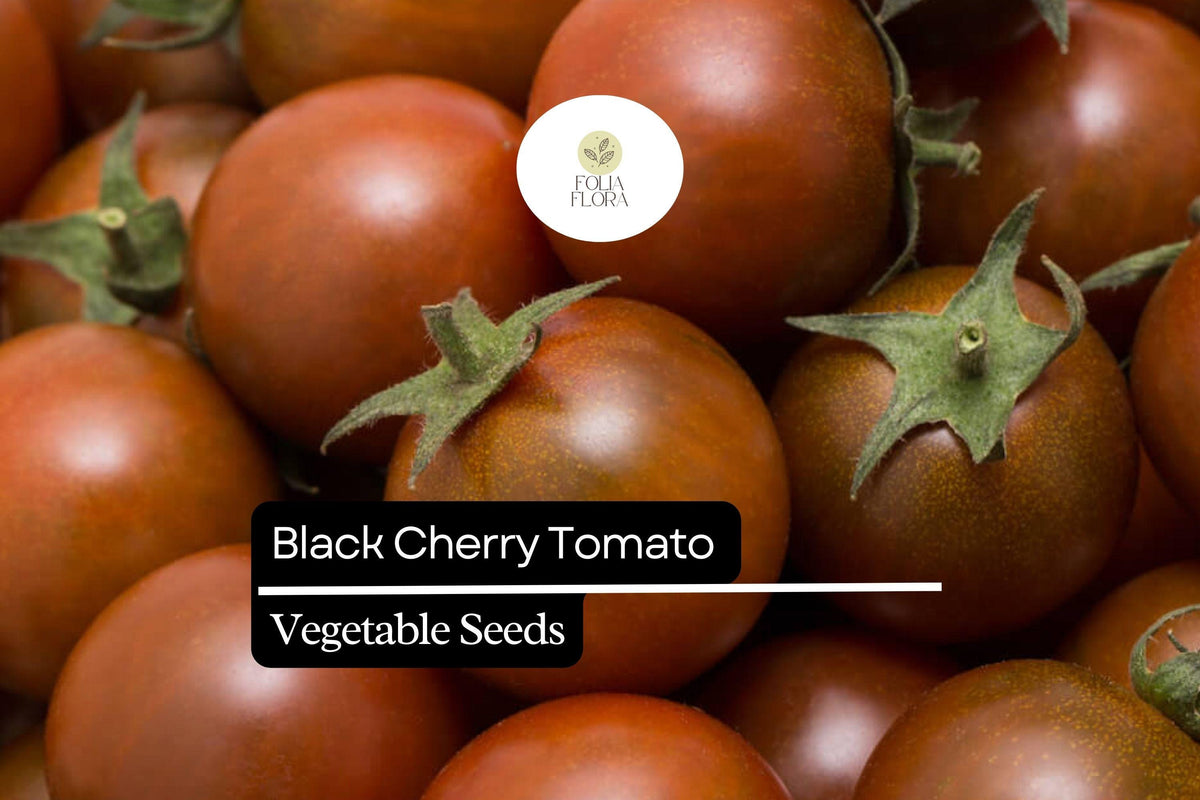 30 Black Cherry Tomato Seeds – Sweet Heirloom Variety for Planting