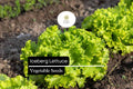 Iceberg Lettuce Seeds – 400 Crisphead Lettuce Seeds for Planting