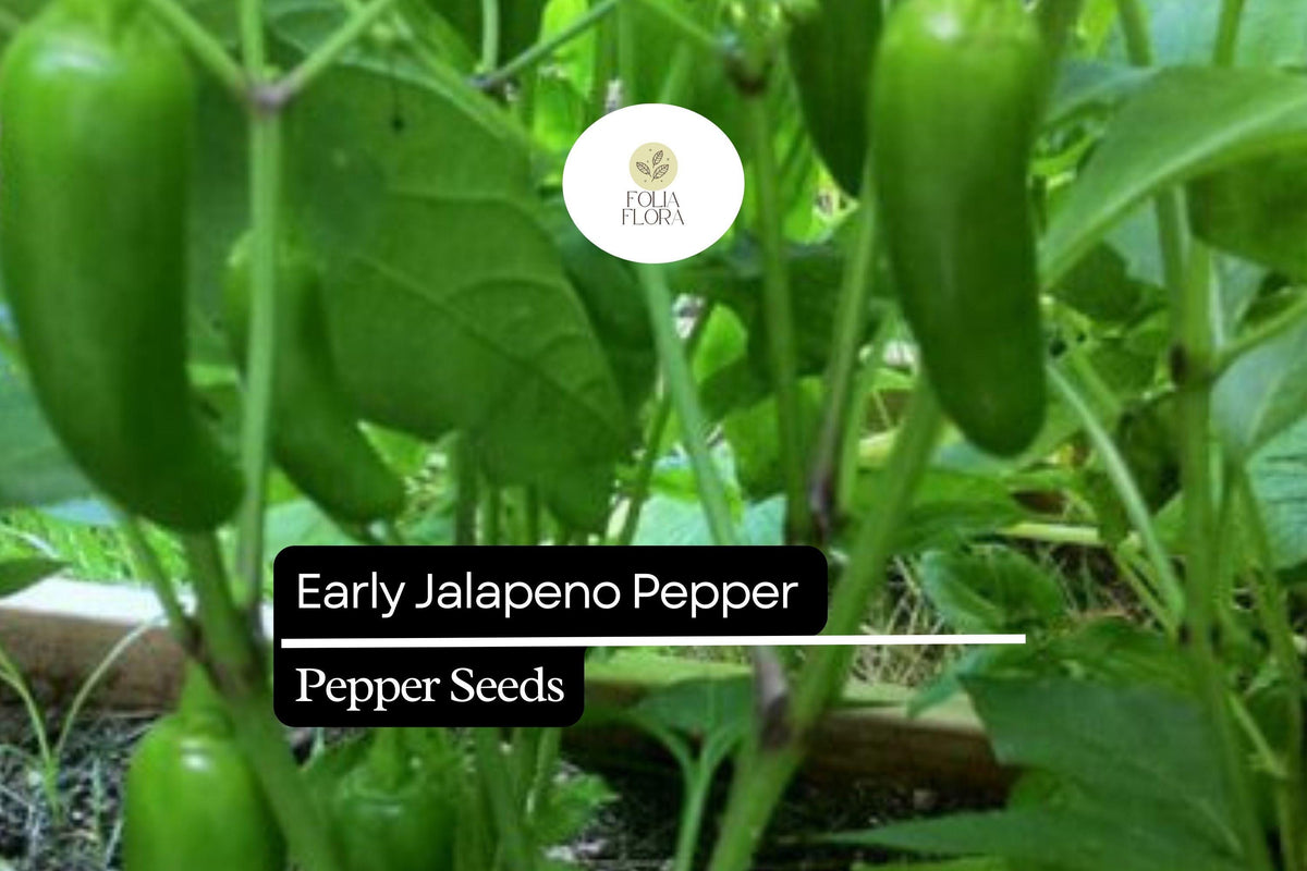 30 Early Jalapeño Pepper Seeds – Capsicum annuum, Mildly Spicy, Fast Growing