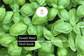 300 Sweet Basil Seeds – Ocimum basilicum Culinary Herb for Cooking & Gardening