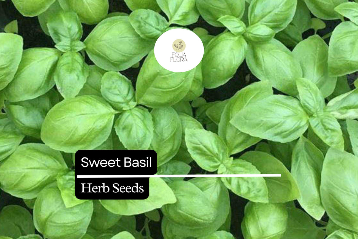 300 Sweet Basil Seeds – Ocimum basilicum Culinary Herb for Cooking & Gardening