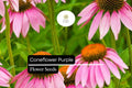 Purple Coneflower Seeds – 400 Echinacea purpurea Perennial Flower Seeds for Pollinators