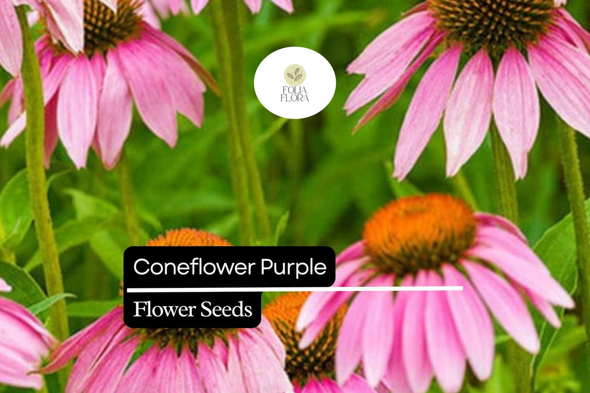 Purple Coneflower Seeds – 400 Echinacea purpurea Perennial Flower Seeds for Pollinators
