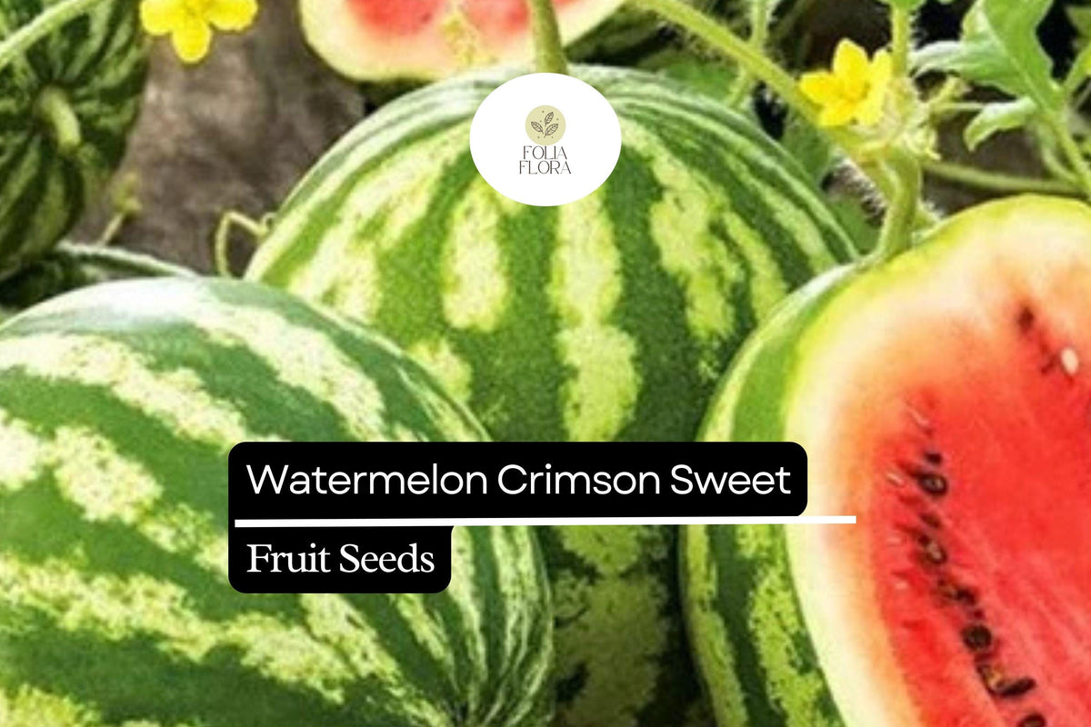 Crimson Sweet Watermelon Seeds – 25 Heirloom Seeds for Large, Sweet Melons