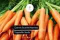 Scarlet Nantes Carrot Seeds – Heirloom Variety, 300 Seeds for Planting