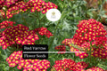 Red Yarrow Seeds – 1000 Achillea millefolium Hardy Perennial Wildflower