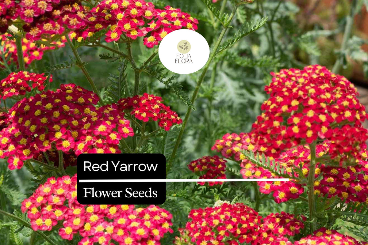 Red Yarrow Seeds – 1000 Achillea millefolium Hardy Perennial Wildflower