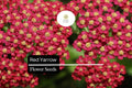 Red Yarrow Seeds – 2500 Achillea millefolium Hardy Perennial Wildflower
