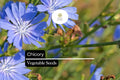 600 Chicory Seeds – Cichorium intybus Heirloom Edible Greens & Root Herb