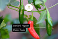 Serrano Pepper Seeds – 30 Heirloom Hot Chili Seeds (Capsicum annuum)