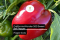 California Wonder Sweet Bell Pepper Seeds – 30 Heirloom Seeds for Planting