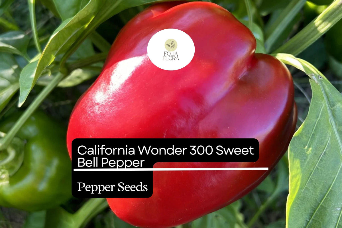 California Wonder Sweet Bell Pepper Seeds – 30 Heirloom Seeds for Planting