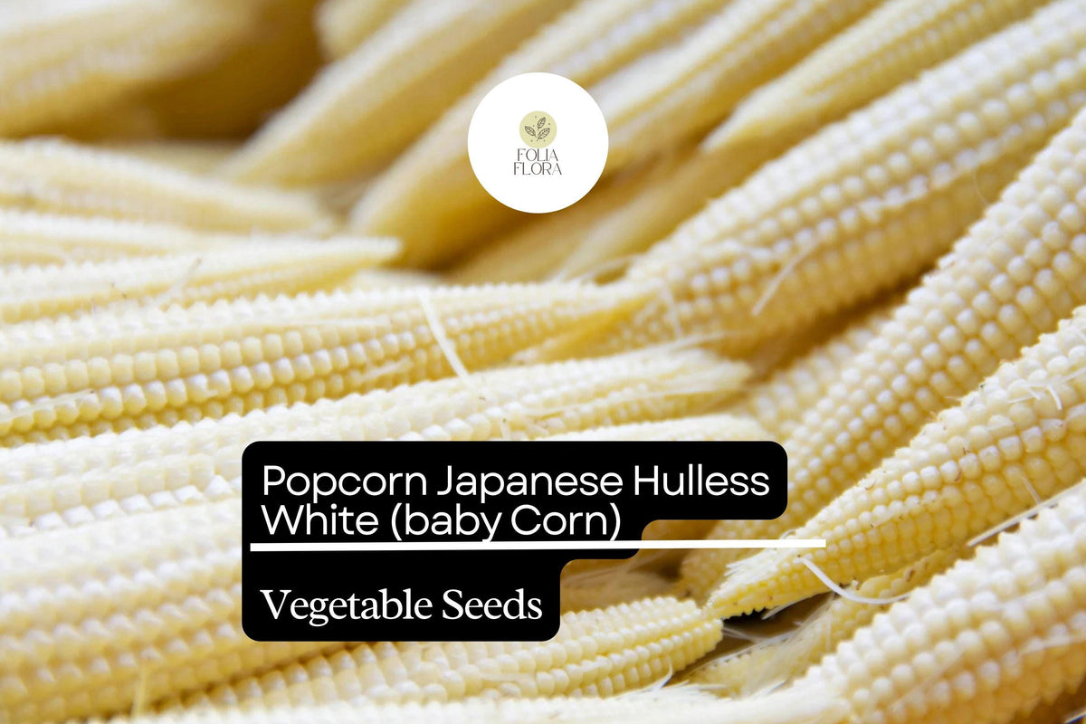 5g Popcorn Japanese Hulless White Seeds - Zea mays for Baby Corn & Gourmet Popcorn