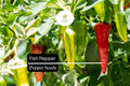 Fish Pepper Seeds – 10 Heirloom Hot Pepper Seeds, Capsicum annuum