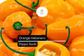 Orange Habanero Pepper Seeds – 20 Fiery Heirloom Capsicum chinense Seeds