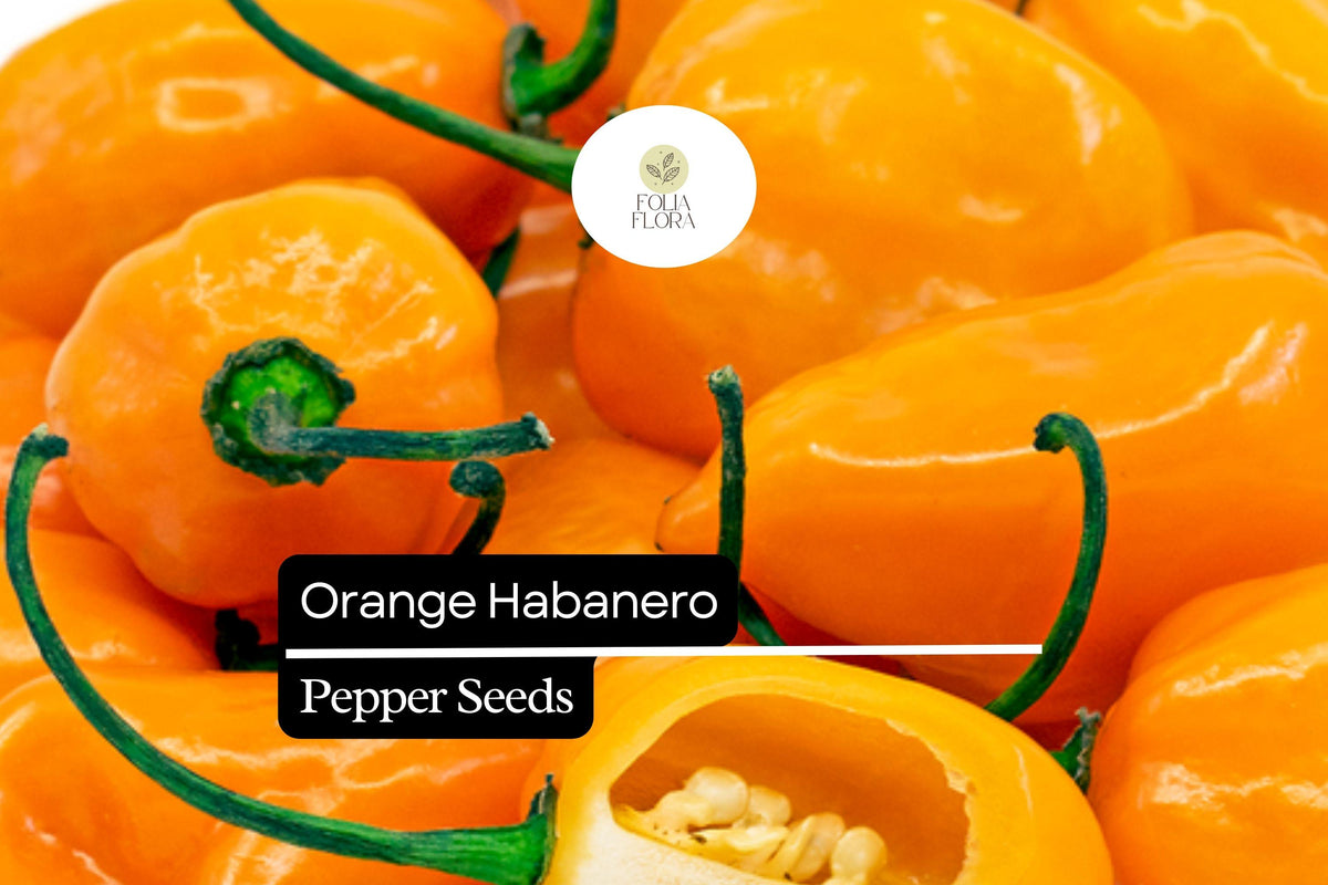Orange Habanero Pepper Seeds – 20 Fiery Heirloom Capsicum chinense Seeds