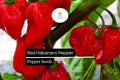Red Habanero Pepper Seeds – 20 Fiery Hot Heirloom Chili Seeds (Capsicum chinense)