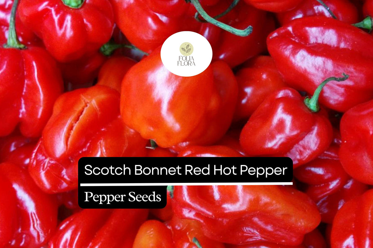 Red Scotch Bonnet Pepper Seeds – 20 Seeds, Capsicum chinense Spicy Caribbean Chili