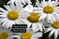 Shasta Daisy Seeds - 1000 Leucanthemum x Superbum Perennial White Flowers