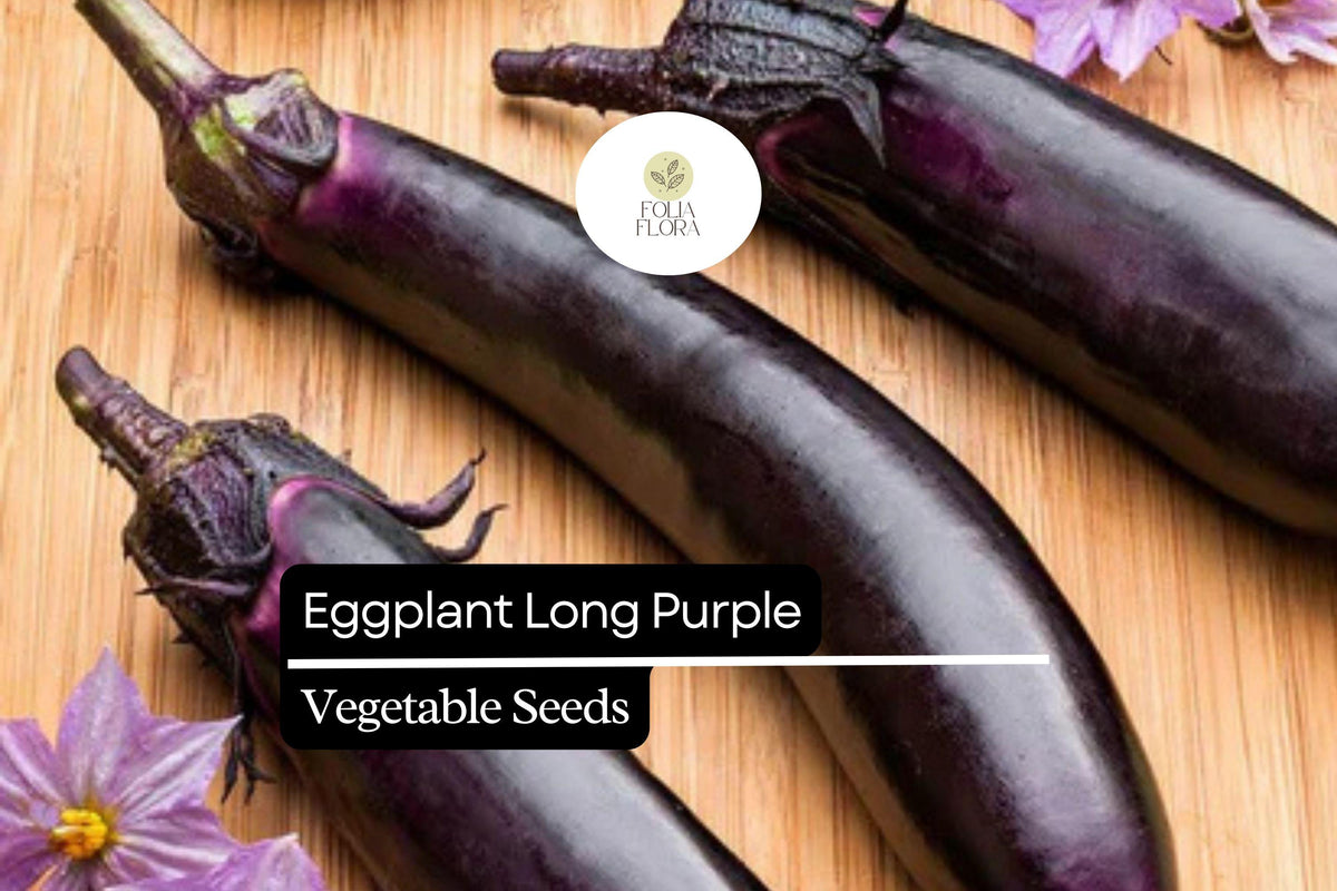 Long Purple Eggplant Seeds – 300mg Heirloom Solanum melongena