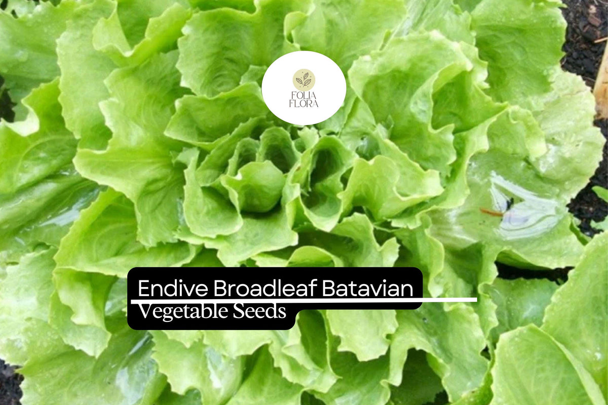 Endive Broadleaf Batavian Seeds 1g | Heirloom Salad Green