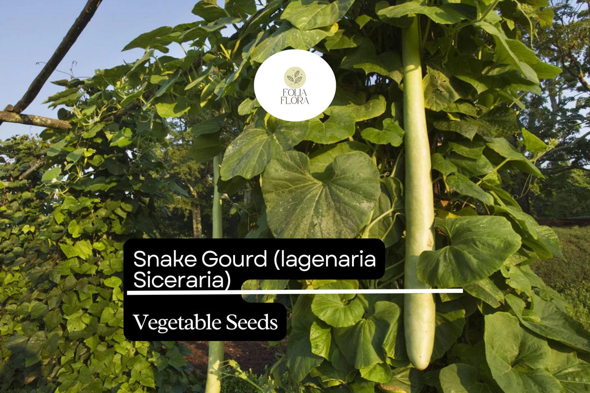 Snake Gourd Seeds - 10 Heirloom Non-GMO Exotic Vegetable Seeds (Lagenaria siceraria)