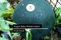 25 Sugar Baby Watermelon Seeds – Sweet Icebox Watermelon for Home Gardens