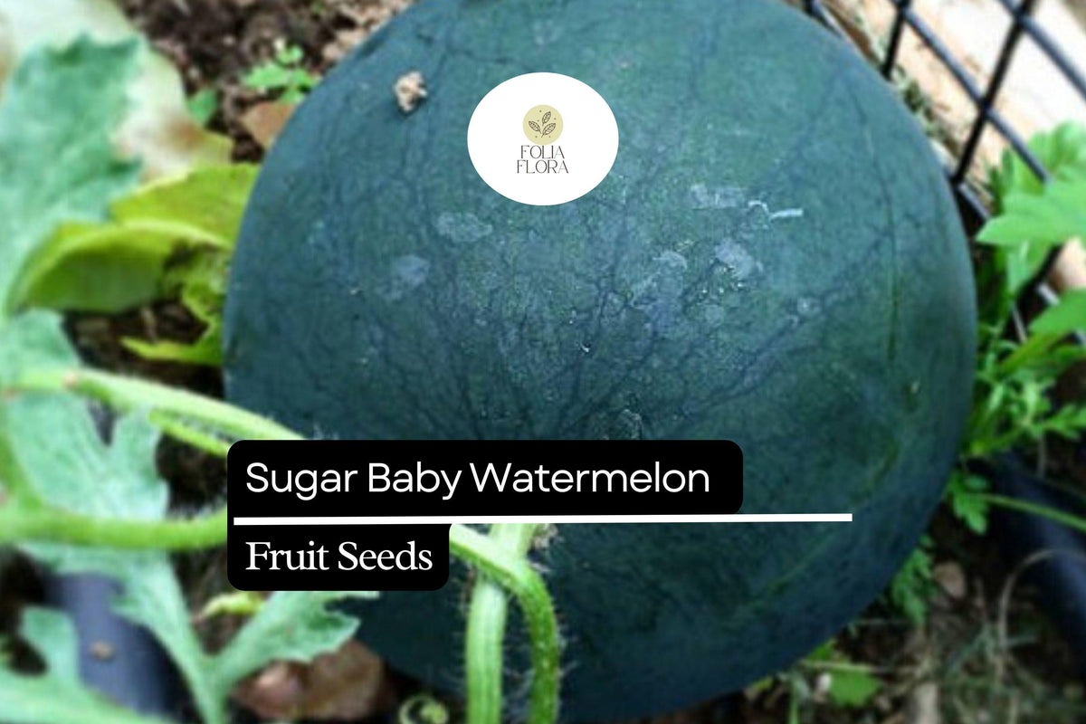 25 Sugar Baby Watermelon Seeds – Sweet Icebox Watermelon for Home Gardens