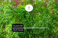 Dukat Dill Seeds – 500 Anethum graveolens Seeds for Culinary Herb Gardens