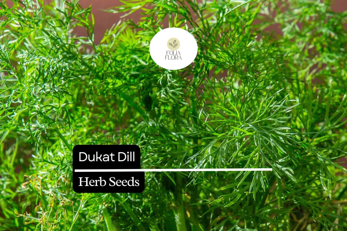 Dukat Dill Seeds – 500 Anethum graveolens Seeds for Culinary Herb Gardens