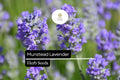 Munstead Lavender Seeds – 50 Fragrant Hardy English Lavender (Lavandula angustifolia)