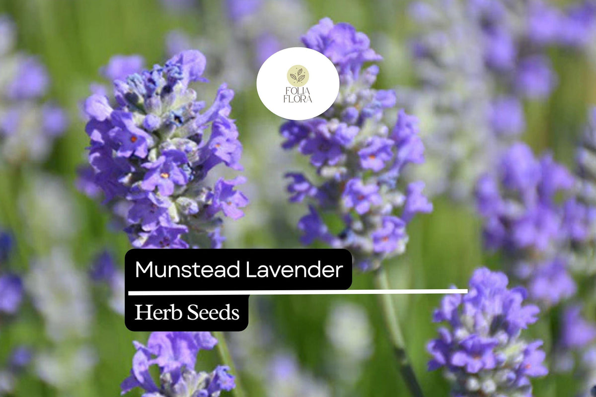 Munstead Lavender Seeds – 50 Fragrant Hardy English Lavender (Lavandula angustifolia)