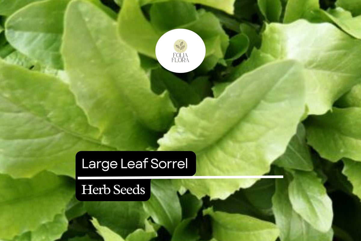 400 Large Leaf Sorrel Seeds – Rumex acetosa Perennial Herb for Fresh Greens