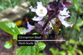 300 Cinnamon Basil Seeds – Ocimum basilicum Aromatic Herb with Spicy-Sweet Flavor