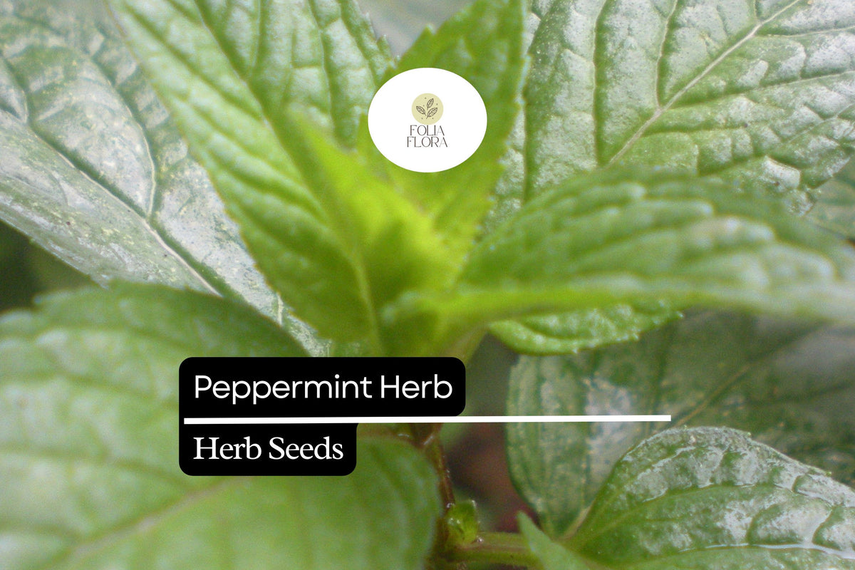 500 Peppermint Seeds – Mentha × Piperita Aromatic Herb for Tea & Culinary Use