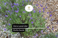 Vera Lavender Seeds – Lavandula angustifolia Fragrant Heirloom Perennial Herb, 100mg
