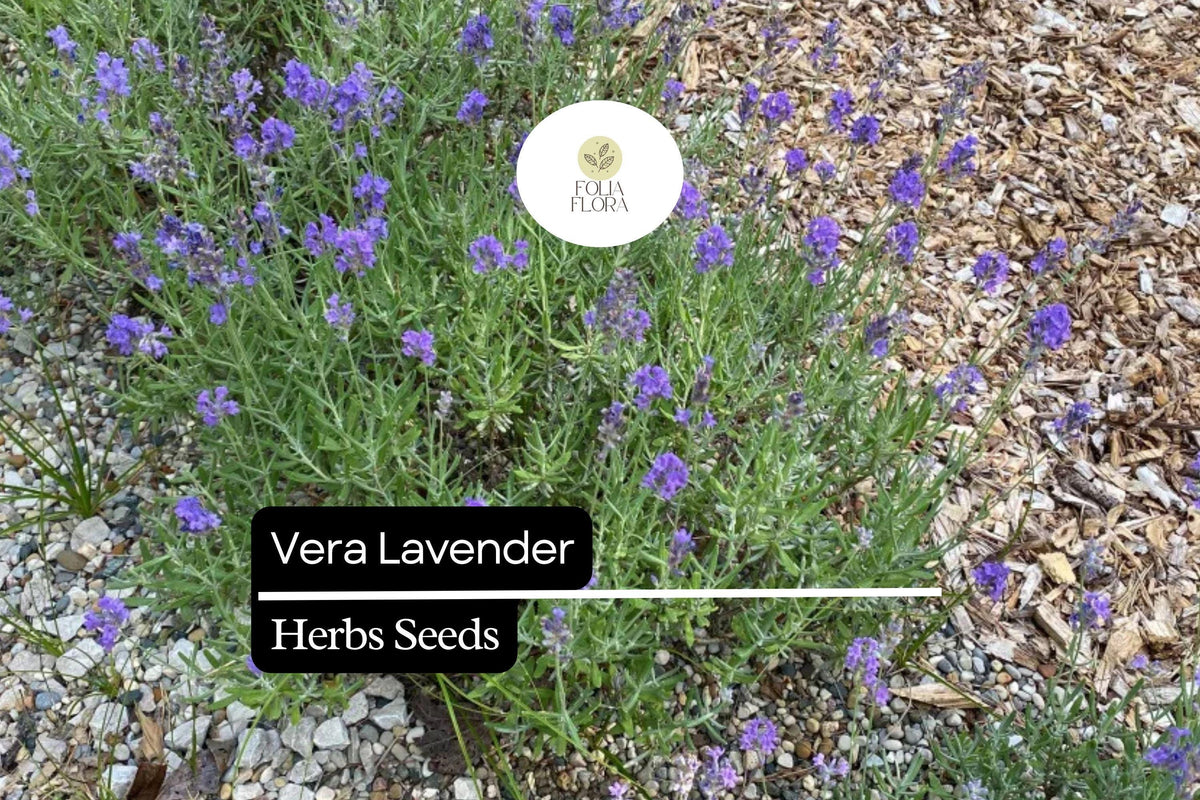 Vera Lavender Seeds – Lavandula angustifolia Fragrant Heirloom Perennial Herb, 100mg
